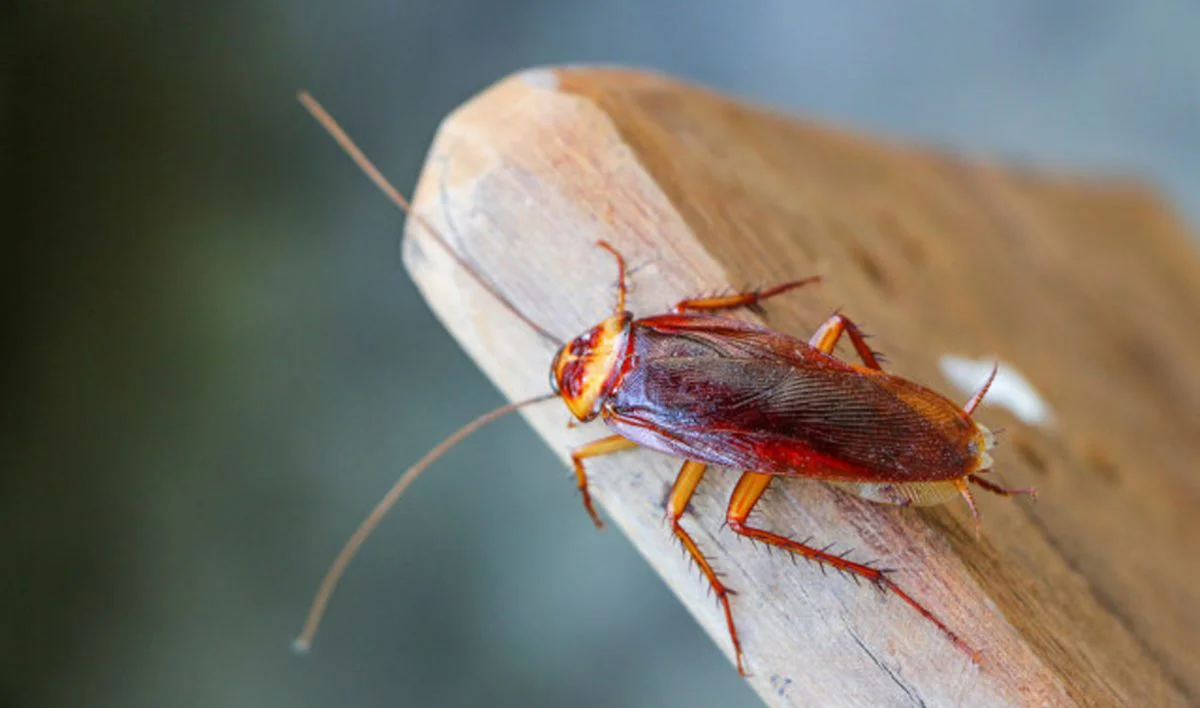 Hamam Böceği İlaçlama